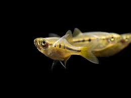 Indian Dwarf Hatchet Fish Chela Dadiburjori Fish Fish Species Freshwater Fish
