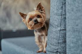 Premises should be regularly disinfected and good hand hygiene and social distancing must be followed. Apartment Dogs Best Dog Breeds For Apartment Living Live Better