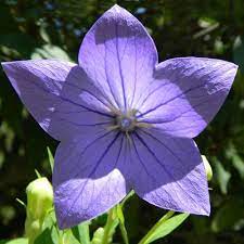 Platycodon Grandiflorus Seeds Japanese Bellflower Common Balloon Flower Balloon Flower Campanula Persicifolia Grandiflora Peach Leaf Bellflower Chinese Ba Balloon Flowers Japanese Flowers Flowers