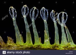 The salvinia effect describes the permanent stabilization of an air layer upon a hierarchically structured surface submerged in water. Schwimmfarn Schwimm Farn Salvinia Spec Schneebesenhaare Auf Der Blattflaeche Eines Schwimmfarns Mit Hydrophoben Seiten Und Stockfotografie Alamy