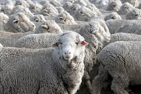 Mulesing is a mutilation practiced on young lambs to prevent an infestation by flies (flystrike). Mulesing Freie Merinokleidung Kaipara