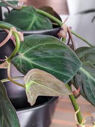 How to care for philodendron micans. Philodendron Micans Care How To Keep Velvet Leaves Healthy