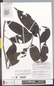 Image result for isolona lebrunii