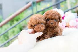 Scarlet's fancy poodles is an akc registered breeder offering toy apricot & red poodle puppies for sale near los angeles & san francisco, california. Cup Poodle For Sale Off 62