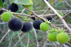 Image result for Dovyalis xanthocarpa