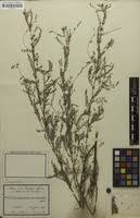 Image result for Indigofera dendroides