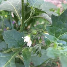Image result for Solanum cyaneopurpureum