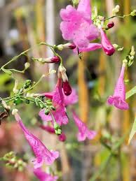 Image result for Strobilanthes hamiltoniana