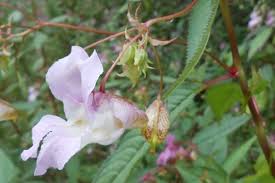 Impatiens Bach Flower Remedy Bach Flower Remedies Flower Remedy Bach Flowers