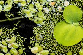 Image result for Wolffia arrhiza