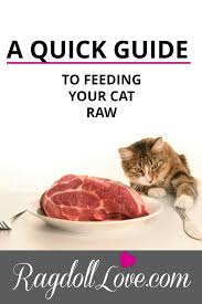 A Quick Guide To Feeding Your Cat A Raw Food Diet We Give 3 Basic Methods For Feeding A Raw Food Diet In 2020 Raw Cat Food Recipes Raw Cat