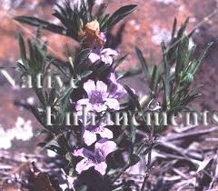 Image result for Dyschoriste