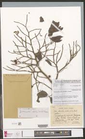 Image result for Orthopichonia schweinfurthii