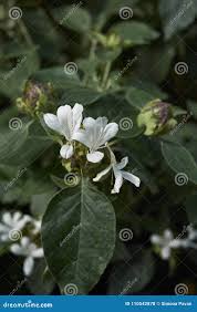 Image result for Barleria albostellata