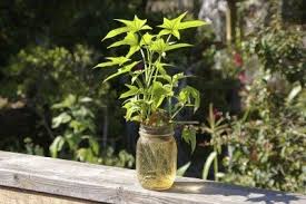 Gently tamp down soil around the base and water well. Overwintering A Sweet Potato Vine How To Care For Sweet Potato Vines Over Winter