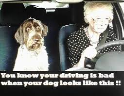 If we don't succeed, we run the risk of failure. 15 Stupid Drivers Ideas Bones Funny Humor Funny Quotes