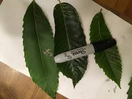 Chinese chestnut trees are native to china, korea, and taiwan. American Chestnuts Mater Maker