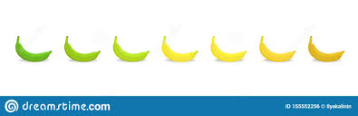 Banana Ripeness Stages Chart Colour Gradation Set Plant