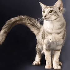 The oriental was developed in the 50s of the xx century in england. Breeders Online Pedigree Breed Info Oriental Longhair