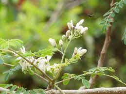 Drumstick Based Home Remedies For Overall Health Drumstick Remedies For Health Drumstick Health Benefits Moringa Health Benefits