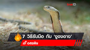 We did not find results for: 7 à¸§ à¸˜ à¸£ à¸šà¸¡ à¸­à¸ à¸š à¸‡ à¸ˆà¸‡à¸­à¸²à¸‡