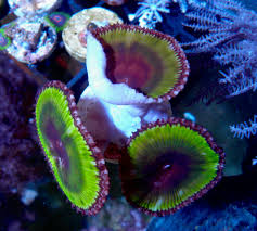 Image result for Polystachya pamelae