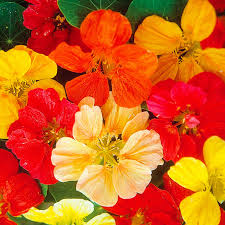 Image result for Nasturtium