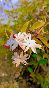 Image result for Jasminum dichotomum