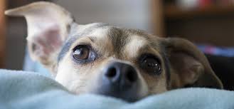 Maybe you would like to learn more about one of these? What Is The Difference Between A Companion Pet And A Service Animal