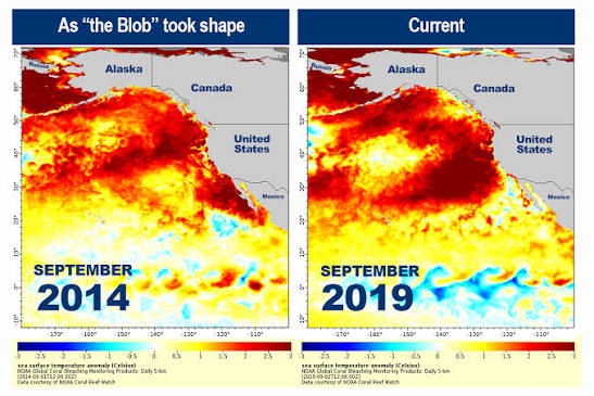 New Marine Heatwave Emerges off West Coast, Resembles "the Blob" | NOAA  Fisheries