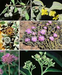 Image result for Trianthema salsoloides