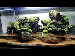 Videotuto Aquarium Riparium Terrarium Paludarium Vivarium Aquarium Palud Aquarium Terrarium Planted Aquarium
