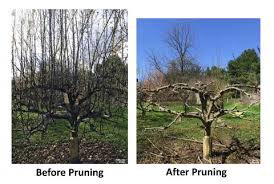 Therefore, an overall rounded and oval shaped tree is best, as this allows sunlight on the lower limbs and the crown of the tree. How To Prune Fruit Trees And Maximize Your Home Orchard University Of Illinois Extension