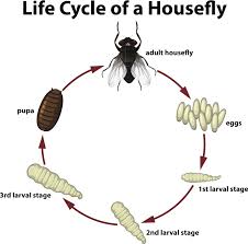 Homeowners typically find house fly eggs in moist, decaying organic material like trash, grass clippings,. Are Houseflies Really Only Abuzz For 24 Hours Ripley S Believe It Or Not