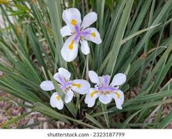 Image result for Moraea