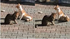 Komik Kediler Sinirlenince Boynu Tutulan Kedi Komik Kediler Kedi Komik