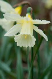 Narcissus W P Milner Spring Flowering Bulbs Narcissus Garden Bulbs