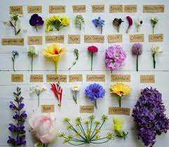 Edible flowers should be treated as ingredients in their own right (they also pack a powerful medicinal punch too with the likes of hibiscus being full of antioxidants and calendula aiding digestion). Edible Flowers Nz List Of Edible Flowers Edible Flowers Early Spring Flowers