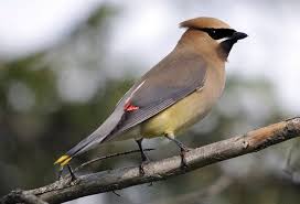 Cedar Waxwing Brown Birds That Look Like Cardinals Cedar Waxwings Are Beautiful Birds With A Distinct Pattern Of Brown Gray And Yellow Feathers They Are Known As Waxwings Birds For Kids Cedar Waxwing Birds