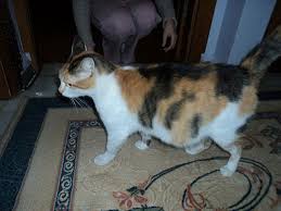 Hamile Kedi Bakimi Nasil Yapilir Kedi Gen Tr