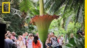 Ftd has been delivering flowers since 1910 and is displayed in nearly 35,000 floral shops in over 125 countries. The Corpse Flower Behind The Stink National Geographic Youtube