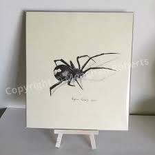 Types of spiders coloring pages ~ combo pack ~ by: Pin On Drawing Inspiration
