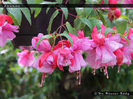 208 seuraajaa, 200 seurattavaa, 2,608 julkaisua. Joanne Fuchsiafinder