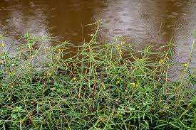 Image result for Aeschynomene leptophylla