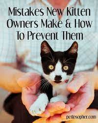 Taking Care Of A Kitten The Master Kitten Raising Guide Cat Training Kitten Care Kitten