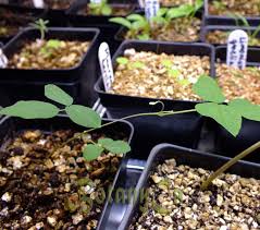 Image result for Amphicarpaea africana