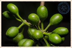 Image result for Monoon longifolium