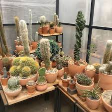 Store hours, driving directions, phone numbers, location finder and more. Cactus Store N Y C Now Closed Chinatown 112 Visitors