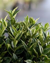 Image result for Carissa