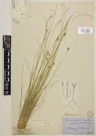 Image result for Bulbostylis filamentosa